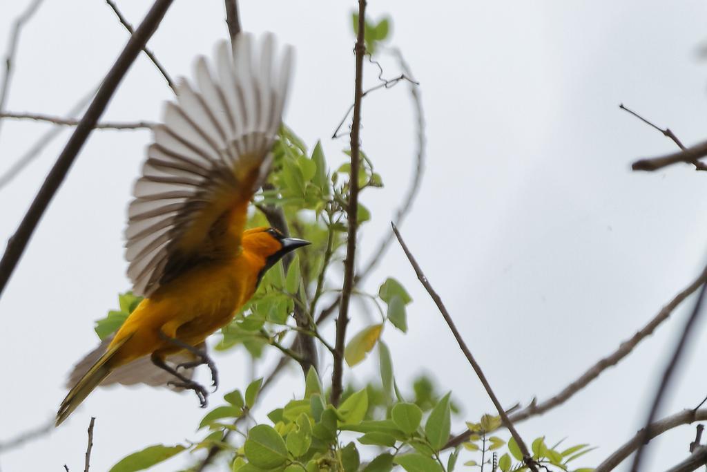 El Pochote Centro Ecoturistico Flor De Pochote المظهر الخارجي الصورة