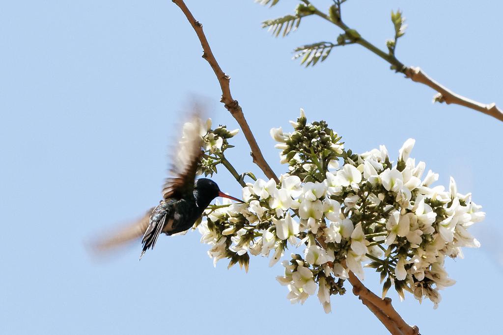 El Pochote Centro Ecoturistico Flor De Pochote المظهر الخارجي الصورة